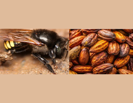 Pesquisadores da Faculdade criam mel 'sabor chocolate' com resíduos do cacau